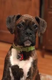 Dante The Boxer Boy Boxer Puppies Boxer Dogs Training Boxer Dogs