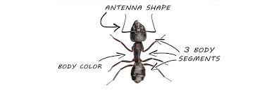 The asian needle ant prefers nesting in dark, damp areas in soil beneath stones, logs, stumps, and debris. Ant Control How To Get Rid Of Ants Diy Ant Treatment Guide Solutions Pest Lawn