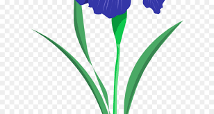 Download Blue Iris Flower