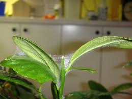 Citrus mites is a comprehensive study of mites. Further Adventures With The Meyer Lemon Tree Suburban Rancher