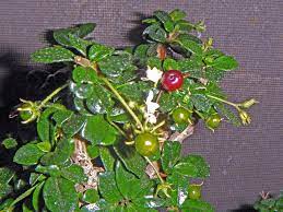 This tree is capable of producing small white blooms, which are. Pin On Bonsai Tree Resources