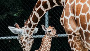 A two day old female reticulated giraffe, also known as the somali giraffe, is seen with her mother malindi in the indoor enclosure at the zoo in duisburg, germany. Memphis Zoo Veterinary Team Helps Fix Baby Giraffe S Legs