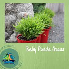 Image result for Pogonatherum paniceum