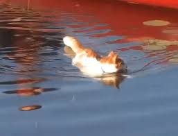 All cats have the potential to enjoy playing with water, and even swimming, if they have lots of opportunities to have fun with water can cats swim in a pool? 10 Cat Breeds That Actually Like Swimming As Told In Gifs