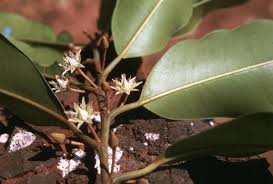 Image result for Mimusops obtusifolia