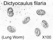 Fias Co Farm Goat How To Run Your Own Fecal Samples