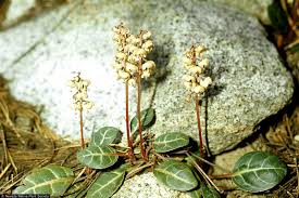 Image result for Alectra picta