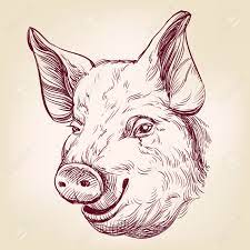Find & download free graphic resources for pig. Pig Hand Drawn Vector Llustration Realistic Sketch Royalty Free Cliparts Vectors And Stock Illustration Image 59921715