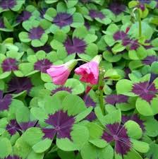 Image result for Oxalis tetraphylla