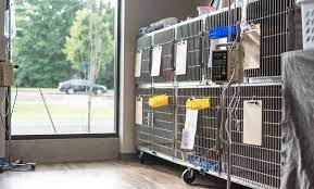 Check spelling or type a new query. Expert Veterinary Care In Lakeland The Pet Hospitals