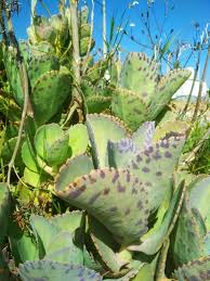 Image result for Kalanchoe marmorata