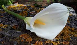 Adaugă Pin Pe Flowers Meanings