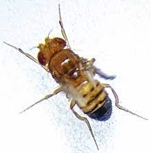 Because pest control products can be dangerous to your family if mishandled, we always recommend consulting with an exterminator even if just to ask for advice on how to apply pest control products. Drosophila Melanogaster Wikipedia