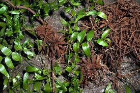 Image result for Asparagus asparagoides