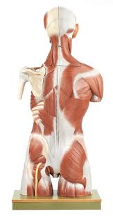 Wow.i didn't post any tutorials for a long time. Muscular Torso With Interchangeable Male And Female Genitalia Muscular Torsos Figures Torsos General Anatomy Anatomical Somso Models Cla Coburger Lehrmittelanstalt