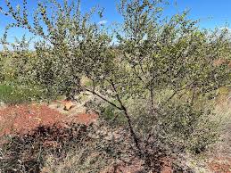 Image result for Acacia montigena
