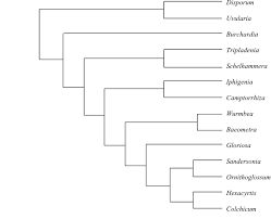 Image result for Camptorrhiza