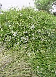 Image result for Eriosema verdickii