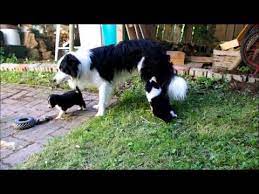 Cutest Border Collie Puppies In The World Border Collie Puppies Collie Puppies Collie Dog Pictures