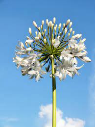Pin On Agapanthus The Flower Of Love