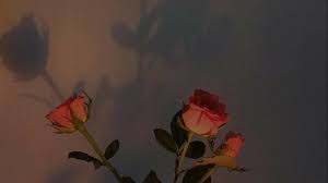 Ver más ideas sobre fondos para pc tumblr, fondo de pantalla laptop, fondos de computadora. The Best 30 Tumblr Aesthetic Pinterest Vintage Fondos De Pantalla Para Pc Magicastor