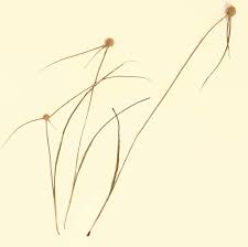 Image result for Kyllingiella microcephala