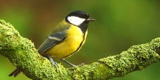 Image result for Kohlmeise vogelhouse