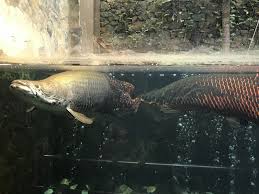 Darica Hayvanat Bahcesi Ne Gordum Fish Pet Discovery Pets