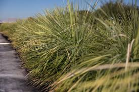 Image result for Periploca linearifolia