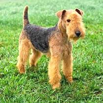 Image result for lakeland teriér