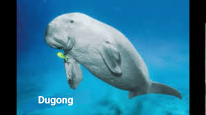 Pengertian flora dan fauna secara sederhana flora adalah tanaman dan fauna adalah hewan dan dengan berbagai jenis pengelompokannya. Ancaman Kepupusan Flora Dan Fauna Youtube