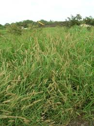 Image result for Cenchrus polystachios