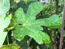 (a) schematic diagram of tobacco mosaic virus genomic and subgenomic rnas and the encoded replication proteins 130 k and 180 k. Fig Diseases And Pests Description Uses Propagation