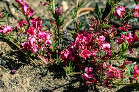 Image result for Indigofera hilaris