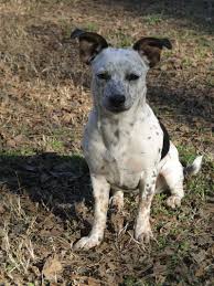 Australian Shepherd Pitbull Mix Black And White Blue Heeler Pitbull Mix Dog Pictures Blog Pitbull Mix Pitbulls Dog Photos