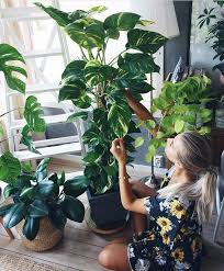 How To Care For A Golden Pothos Houseplant That Planty Life Golden Pothos Care Golden Pothos Cactus House Plants