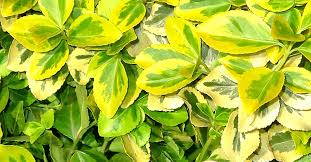 Don't forget that green foliage is not all the same color. Yellow Variegated Wintercreeper Emerald Gold