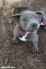 Check spelling or type a new query. Labrabull A Labrador Pitbull Mix Labrottie Com