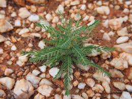 Image result for Phyllanthus maderaspatensis