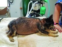 Symptoms of liver cancer in dogs unfortunately, many dogs with liver cancer are asymptomatic until the tumor reaches a large enough size to cause problems, which makes it a hard disease to prevent. Liver Disease In Dogs Whole Dog Journal