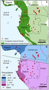 Image result for Strombosiopsis tetrandra