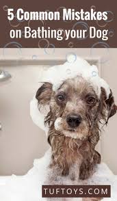 How Often Should You Wash Bathe Your Dog Per Week In 2020 Dog Grooming Dogs Dog Bath