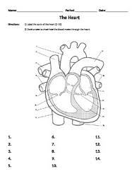 Image result for Cardiovascular Worksheets