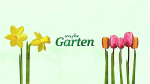 Contact mdr garten on messenger. Mdr Garten Der Garten Ratgeber Im Internet Mit Pflanztipps Blumenneuheiten Und Rezepten Aus Der Gartenkuche Zum Nachlesen In 2020 Mdr Garten Garten Garten Kuche