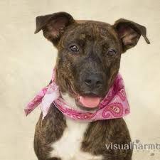 Pin On Adoption Animals