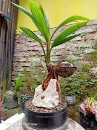 Tapi perlu diingat juga ketika musim kemarau anda mungkin harus lebih sering menyiramnya supaya tanaman tidak kering. Bonsai Kelapa Batok Mini Ontherock Bonsai Di Atas Batu Lazada Indonesia