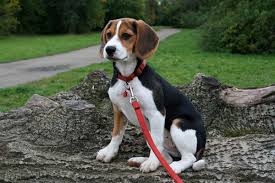 However, when it comes to sheer adorableness, these pups may just rise above the rest as the cutest obviously, our list of the cutest dog breeds is totally subjective and far from exhaustive. Five Fat Dog Breeds Pethelpful