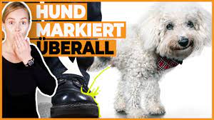 Wie macht der hund sich bemerkbar, wenn er mal muss? Hund Markiert Uberall I Tipps Wenn Hunde In Der Wohnung Markieren