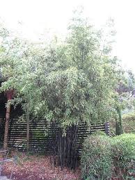 A sunny location quickly brings out the black color on the young culms, which emerge green. Phyllostachys Nigra Architectural Plants