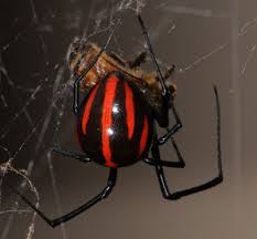 The female black widows eat their male partners after mating, thus the name. 13 Incredible Facts About The Walrus Spider Spider Species Arachnids Spiders